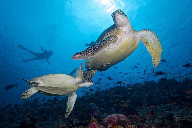 Scuba diver swimming with two large green sea turtles over a coral reef in Vaavu Atoll, Maldives.