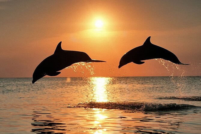 Two dolphins jumping out of the ocean water during a golden sunset in Baa Atoll Maldives.