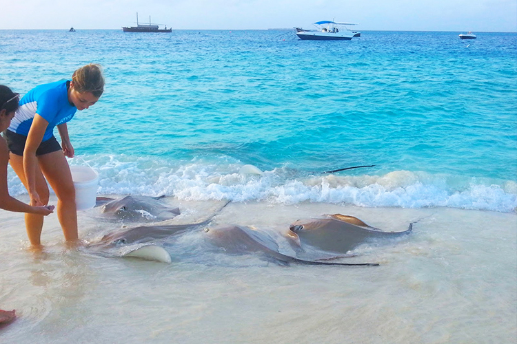 A group of stingrays swimming in the shallow turquoise water at a beach in Vaavu Atoll, Maldives, being fed by a tourist.