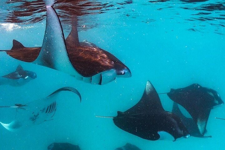 A group of manta rays swimming and feeding in the turquoise waters of Hanifaru Bay, Baa Atoll, Maldives.