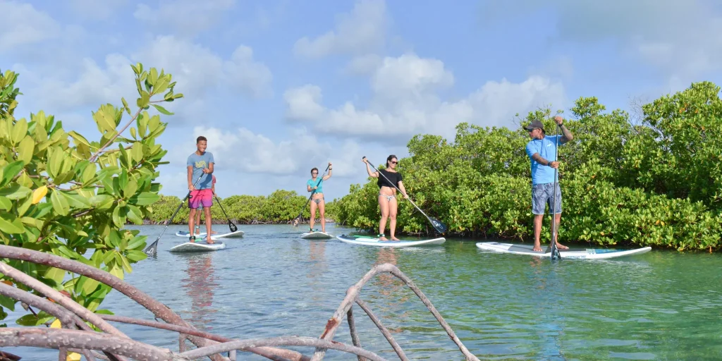 A group of travelers enjoying stand-up paddleboarding in the calm, turquoise waters of a Maldivian mangrove forest under a clear blue sky.