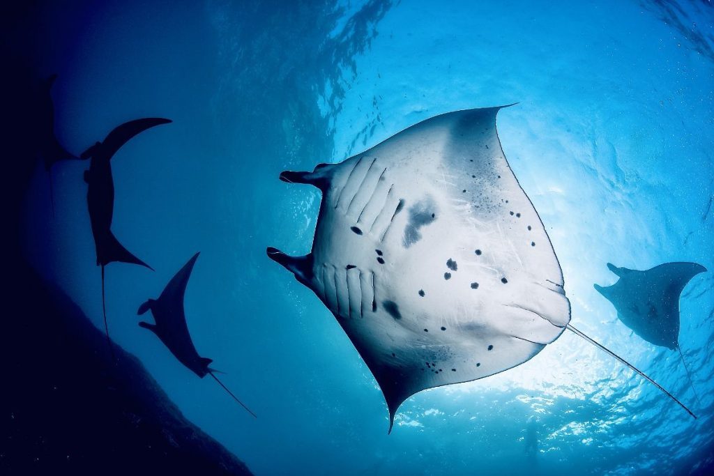 A group of tourists snorkeling with manta rays and watching dolphins in the crystal clear waters of Noonu Atoll, Maldives.