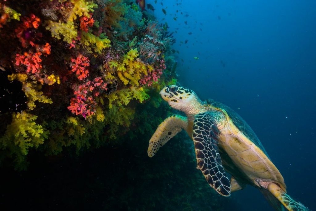 A Hawksbill sea turtle swimming next to vibrant yellow and orange soft corals in the crystal clear blue waters of Baa Atoll, Maldives.