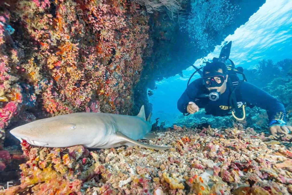 A scuba diver exploring a coral reef cave with a resting nurse shark in Baa Atoll, Maldives.