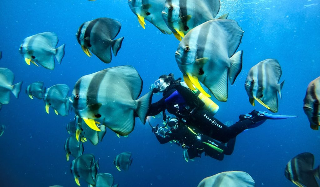 A female scuba diver swimming with a school of Batfish in the clear blue waters of the Maldives.