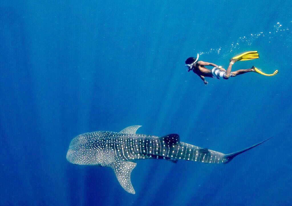 A snorkeler swimming alongside a massive whale shark in the deep blue waters of the Maldives.