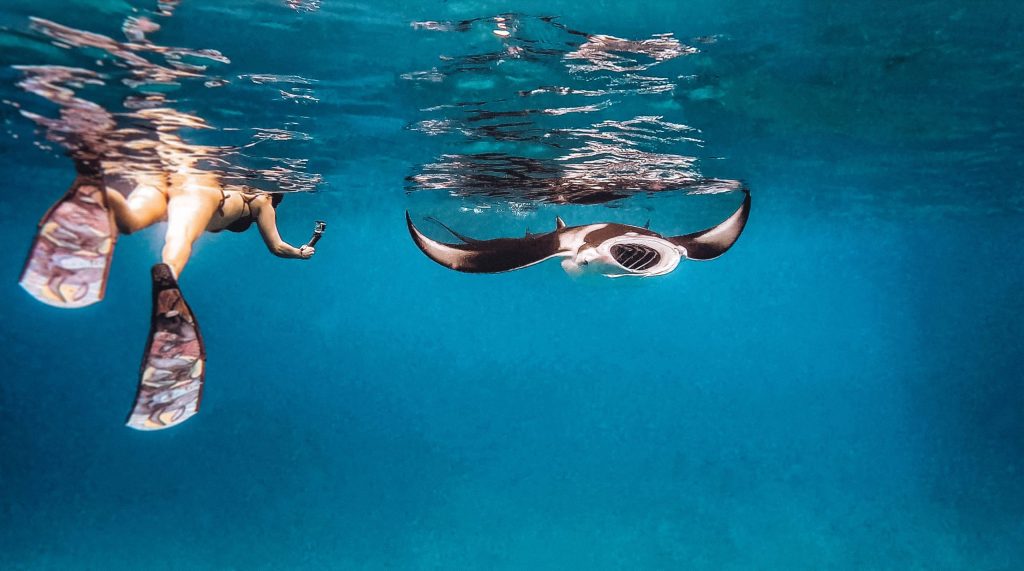 A tourist snorkeling with a giant Manta Ray in the crystal clear waters of Lhaviyani Atoll, Maldives.