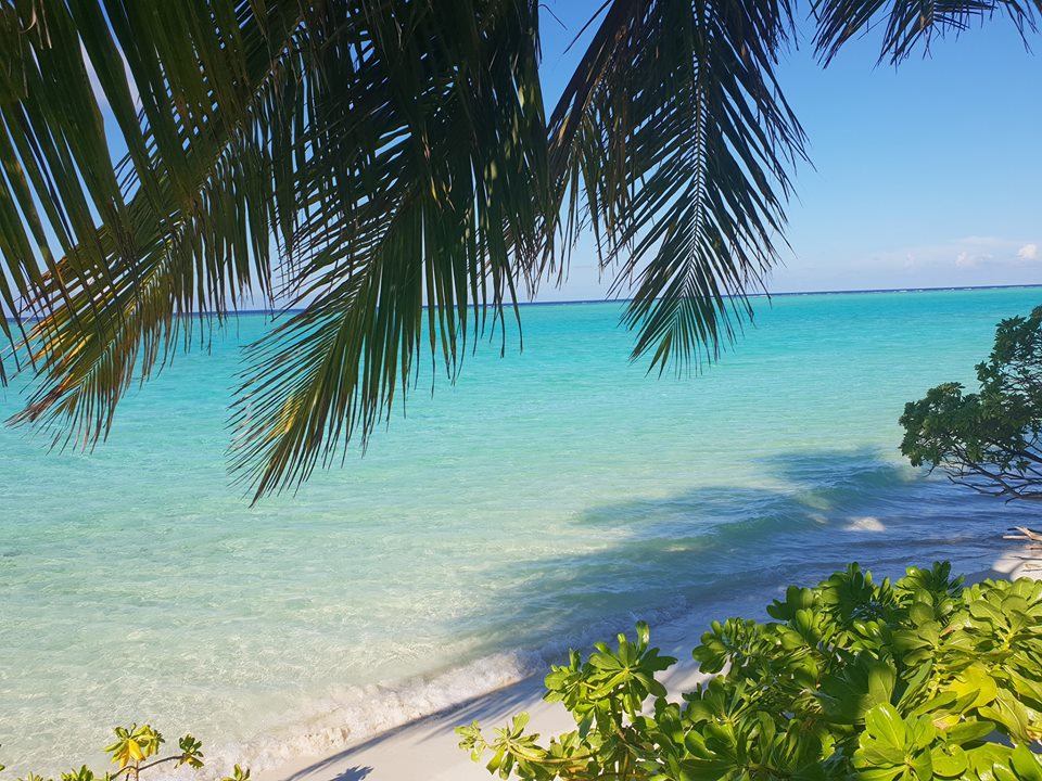 A tropical pathway through lush palm trees and fruit plantations leading to the turquoise bikini beach on Thoddoo Island, Maldives.