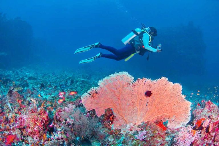 A scuba diver swimming over a large pink sea fan coral and diverse reef fish in the clear blue waters of Gaafu Alifu Atoll, Maldives.