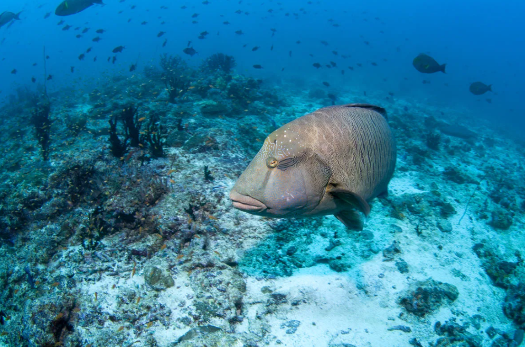A giant Napoleon Wrasse swimming over a vibrant coral reef in Dhaalu Atoll, Maldives, during a scuba diving excursion.