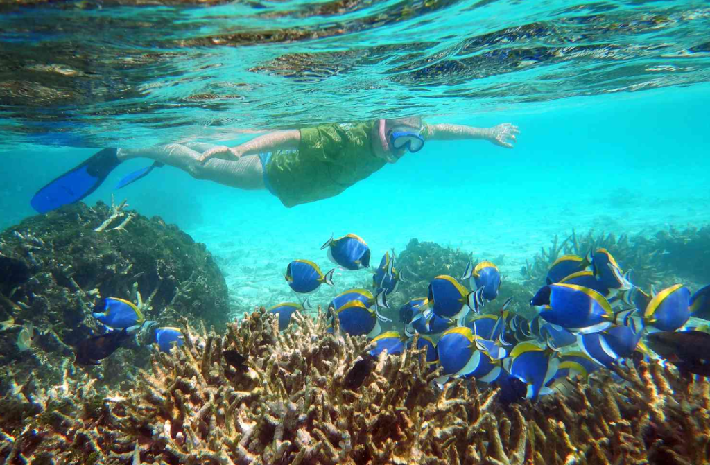 A snorkeler swimming over a vibrant coral reef with a school of blue powder tang fish in the crystal clear waters of Thaa Atoll, Maldives.