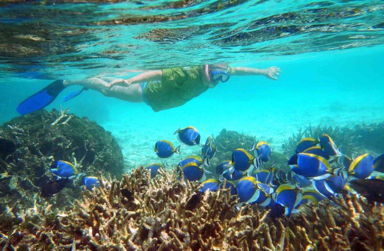 Best Things to Do in Thaa Atoll Maldives 2026: Pristine Reefs ...