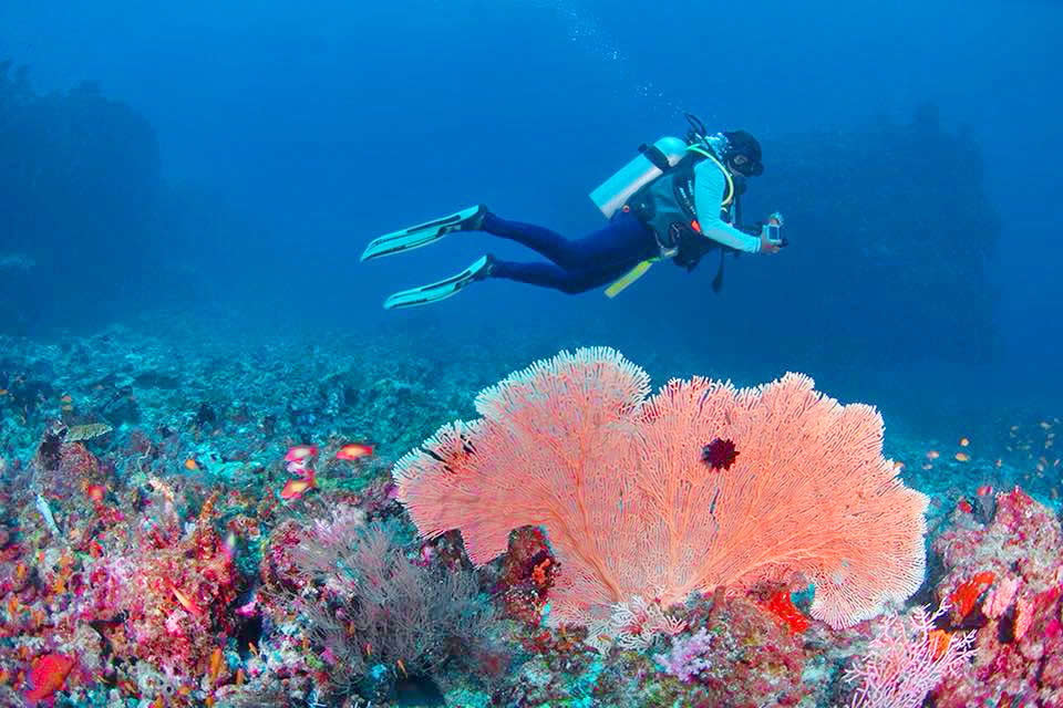 A scuba diver swimming over a large pink sea fan coral and diverse reef fish in the clear blue waters of Gaafu Alifu Atoll, Maldives.