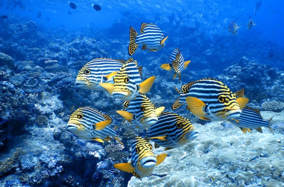 A school of black and white striped Oriental Sweetlips fish swimming over a healthy coral reef in Laamu Atoll, Maldives, during a scuba diving excursion.