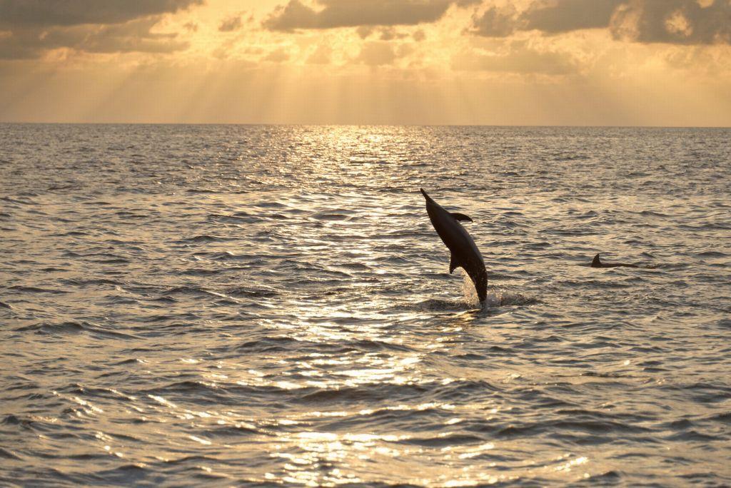 Playful dolphins jumping in the ocean during a sunset cruise in Meemu Atoll, Maldives.