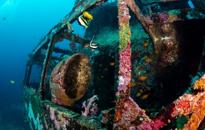 A colorful coral-encrusted shipwreck in Addu Atoll, Maldives, with Moorish Idol and other tropical fish swimming around the structure, illustrating a popular diving activity.