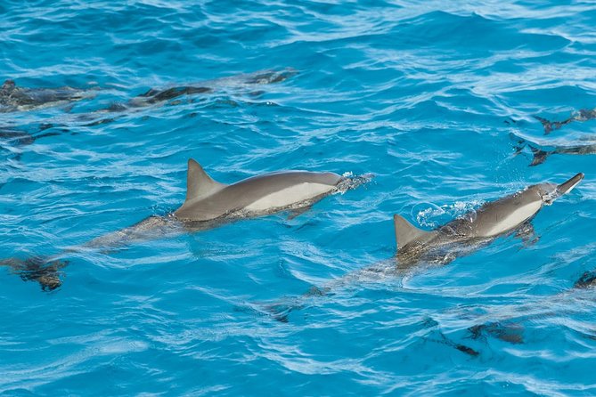 A pod of dolphins swimming in the clear blue waters of Gaafu Dhaalu Atoll, Maldives, during a sunset cruise.