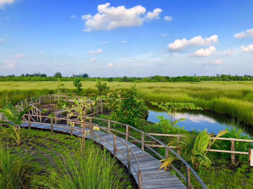 A winding wooden boardwalk in the lush wetlands of Addu Atoll, Maldives, surrounded by tall green grasses, small palm trees, a pond, and a cloudy blue sky. This eco-tourism site is a popular attraction.