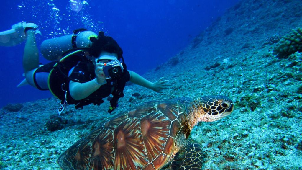 A scuba diver photographing a large sea turtle underwater in the crystal clear reef of Gaafu Dhaalu Atoll, Maldives.
