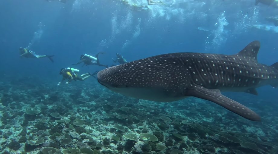 Few things compare to what happens out past the shoreline, where life thrives beneath turquoise shades. What pulls people here isn’t just beauty - it’s movement, immersion, presence. You’ll find coral gardens blooming under quiet waves, reachable without emptying your wallet. Island-run launches put swimmers face-to-face with turtles, reef sharks, clouds of parrotfish - no luxury markup required.

Dolphin Cruises

Sunset rides to spot dolphins rank high among island evening outings. About twenty-five dollars covers one seat on a group vessel. One hundred bucks hires a private ride, lasting close to an hour and a half - worth considering when three or four people split it. These sea mammals show up often in these parts, so seeing them is likely. Miss a sighting? Many guides will take you out again at no extra charge.

Whale Shark Tours

Out in the Indian Ocean, the Maldives stands out for real whale shark sightings. Not like certain spots in Southeast Asia - where fishers toss food to lure them close - the sharks here show up on their own terms. These gentle giants aren’t coaxed by handouts; instead, they stay because the waters feed them naturally. Channels rich with plankton pull them in, again and again. Wild behavior stays undisturbed, playing out just as it should.

Close to Dhigurah lies a spot where whale sharks show up almost every time. Snorkelling with them from this island sets you back seventy dollars each. Tours leaving from farther spots charge anywhere from one hundred to one hundred fifty bucks apiece. Resort-led trips, meanwhile, hover near eleven hundred for the whole vessel. Floating feels just the same. Yet what you pay? That part differs sharply.

Here’s the truth: Maldives whale shark spots draw crowds simply because they’re famous. With so many people coming from nearby areas, things get busy underwater - sometimes even hectic. It pays to stay realistic about what happens down there. Still, amazing moments happen. Just do not expect solitude.

Stingray and Reef Shark Snorkelling

Few things beat this outing when it comes to what you get for your money, hands down one of the best island adventures around. Priced at thirty-five dollars a head, expect about three hours immersed where sea life roams free. Swimming alongside reef sharks changes minds fast - these creatures aren’t thrill-seeking hunters but quiet observers, drawn more by interest than instinct. Glide below the surface and rays unfold like shadows drifting through liquid time. Visitors unused to sharing space with big ocean dwellers often leave seeing nature differently. Because moments like these shift something subtle inside.

A typical stingray swim booked via a private island getaway runs about two hundred dollars each. Even though you see identical creatures beneath the surface. Conditions underwater feel just like anywhere else nearby. Reefs appear exactly how they do on any other trip offered locally.

Other Activities Worth Considering

Out past the usual routes, you’ll find sandbar excursions - vessels heading out to bare patches of sand, ringed by calm, knee-deep lagoon waters. Instead of lounging indoors, many choose snorkelling with turtles, catching waves offshore, or visiting untouched islets far from crowds. Folks who’ve spent seasons hopping between atolls often say one thing clearly: put funds toward outings, skip the fancier rooms. Comfort fades. Moments on the water stick around. What changes your days isn’t softer sheets. It’s another morning spent exploring.