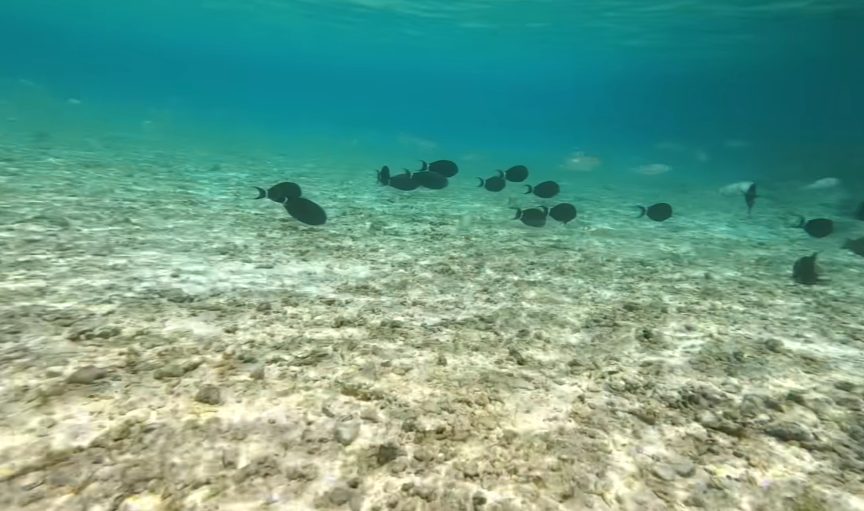 Where you stay shows the cost gap right away, yet it's what you do that makes the difference feel unreal.

Out on distant sandbars, travelers often find themselves face to face with gliding sharks and rays beneath open skies. Run by island resorts, these day trips usually sit around two hundred to four hundred dollars each. Floating meals follow a morning swim near spots known locally as “Paradise Islands.” Few moments here stay forgotten once the boat turns back toward shore.

For around fifty dollars each, that trip runs just the same when arranged with someone who lives on the island. Water stays identical. Sharks show up like before. Sandbars sit where they always have. What changes? Only how much gets added to the price tag.

Almost every kind of outing follows this trend. From snorkeling adventures to fishing trips, spotting dolphins or learning to dive - those classic Maldivian moments come straight from small-island providers, costing far less than resort versions. People who live there make it clear: “You can do everything here that they offer at luxury spots. Just one thing's missing - we don’t serve alcohol on inhabited islands. That’s what the rules say.”

Most people get nearly the same Maldivian trip no matter if they stay at a resort or on a local island. Out there, saltwater wraps everything just the same. Coral walls rise from the depths untouched by travel choices. Fish swim where they please, unaware of who booked what.

Alcohol rules set things apart here. On local islands, following Islamic tradition, drinking or selling booze isn’t allowed for residents. Still, certain guesthouses aimed at foreign visitors may offer drinks behind the scenes. That said, it depends on where you go and which place you stay. If having alcohol matters to you, check what’s possible at your spot well ahead of time.